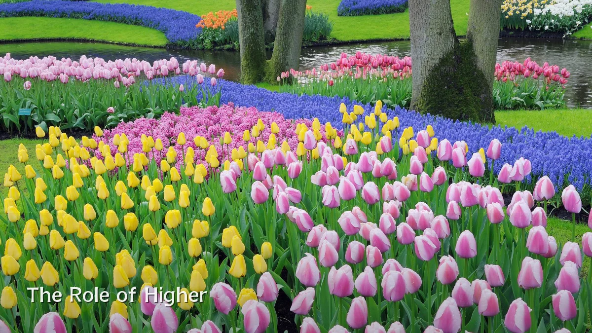 The Role of Higher