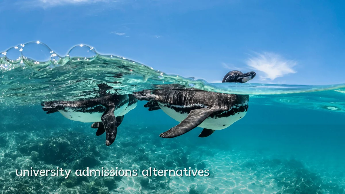 university admissions alternatives